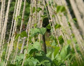 potager-vertical-pour-petit-jardin potager vertical pour petit jardin