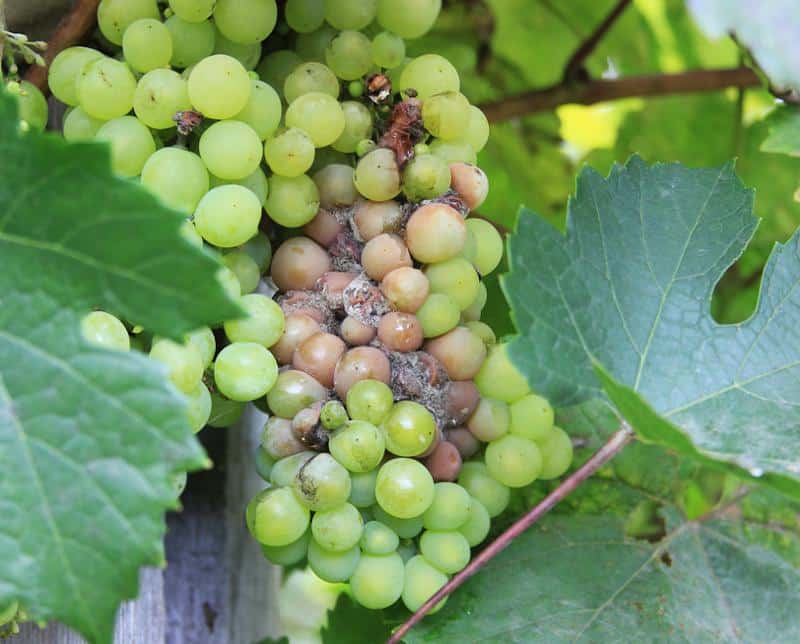 pourriture-grise-blanche-sur-raisin-symptome-pourriture-grise-fraise-Botrytis