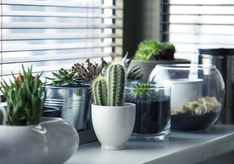 Lumière nécessaire aux plantes d’intérieur pendant les vacances