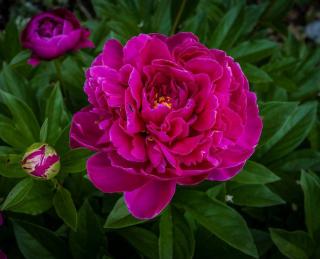ri-yue-jin-pivoine ri yue jin pivoine