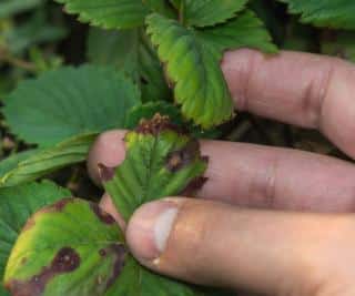 symptome-pourriture-grise-fraise-Botrytis-feuilles symptome pourriture grise fraise - Botrytis feuilles