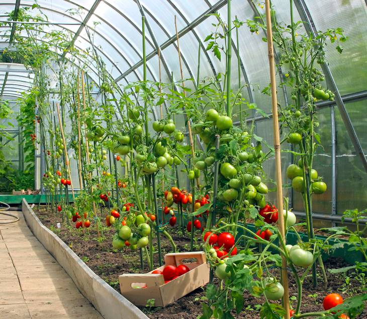 tomate sous serre