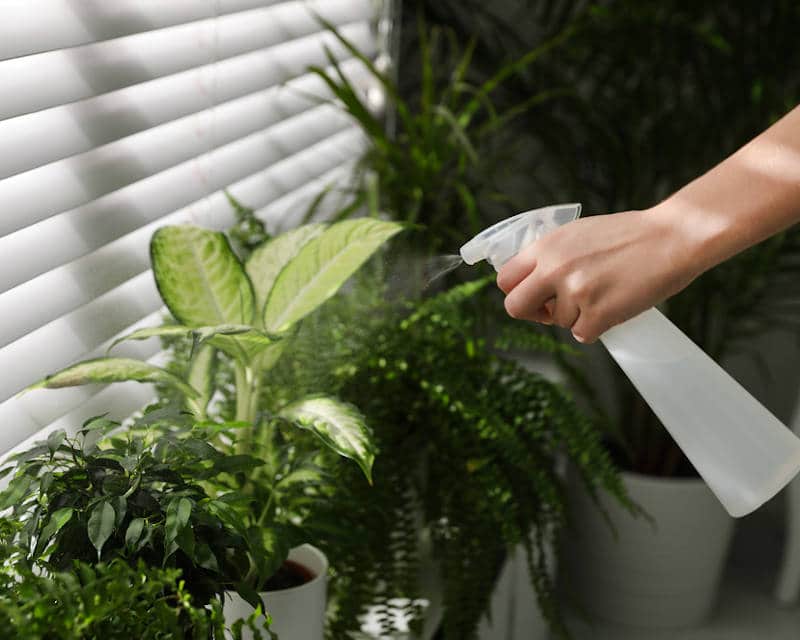Inspecter une plante d’intérieur avant les vacances