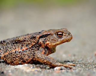 Crapaud Crapaud