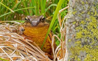 Crapaud-jardin Crapaud jardin