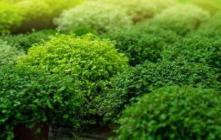 Plante-pour-remplacer-pelouse-gazon-ombre Plante pour remplacer pelouse gazon ombre