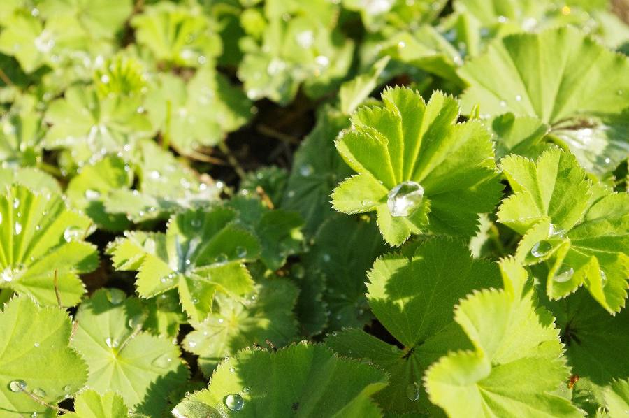 Alchemilla mollis entretien