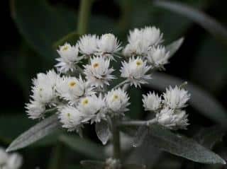 anaphalis-triplinervis anaphalis triplinervis