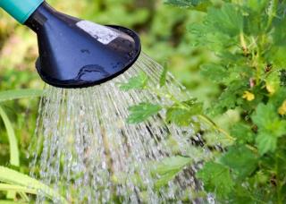 arrosage-des-plantes arrosage des plantes