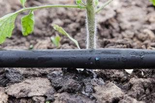 arrosage-goutte-a-goutte arrosage goutte a goutte