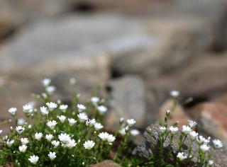 faire-un-coin-de-rocaille-dans-jardin-1 faire-un-coin-de-rocaille-dans-jardin-1