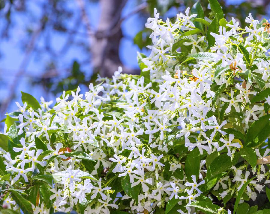 liste-de-fleurs-pafumees