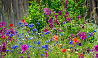 ou-mettre-une-prairie-flurie-emplacement ou mettre une prairie flurie emplacement