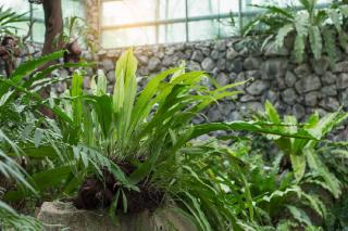 plantes-pour-veranda plantes pour veranda