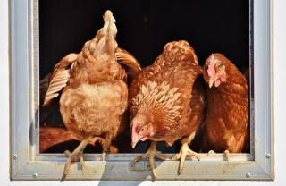 poule-qui-mue poule qui mue