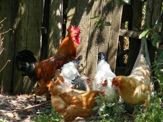 poule-qui-perd-ses-plumes-mue poule qui perd ses plumes mue