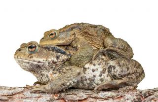 reproduction-Crapaud reproduction Crapaud
