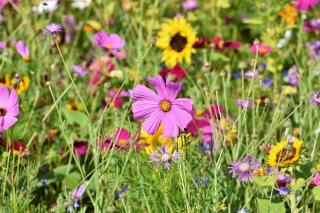 varietes-fleurs-pour-prairie-fleurie varietes fleurs pour prairie fleurie