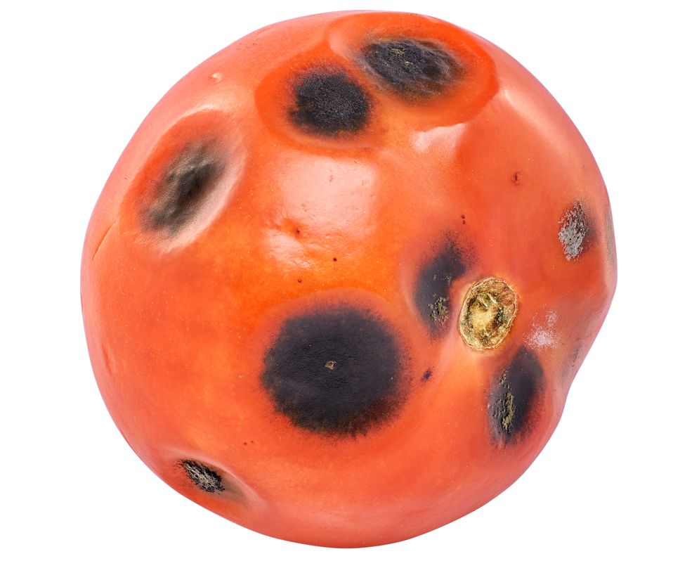 alternariose-tomate