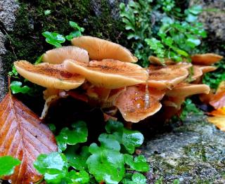 armillaria-mellea armillaria mellea