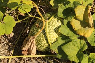 Culture de la courge de siam