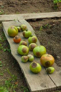 phytophthora-degats-fruits phytophthora degats fruits
