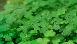 plante-pour-engrais-vert plante pour engrais vert