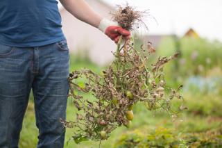 traitement-phytophthora traitement phytophthora