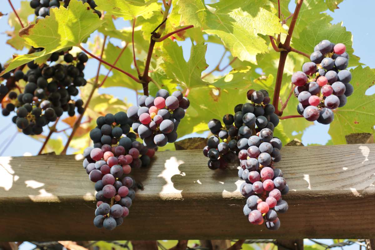 vigne-decorative-pergola-raisin vigne decorative pergola raisin
