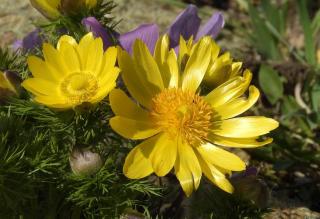 Adonis-de-printemps Adonis de printemps