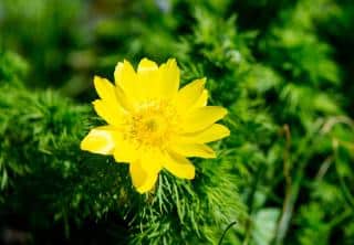Adonis-de-printemps-Adonis-Vernalis Adonis de printemps - Adonis Vernalis