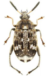 Bruche-du-haricot-insecte Bruche du haricot insecte
