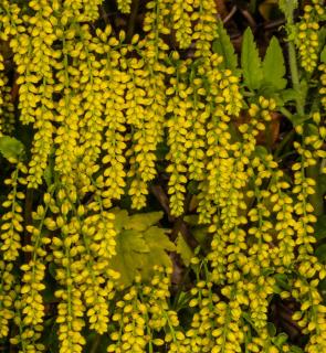 Chiastophyllum-oppositifolium-goutte-d-or Plantation Chiastophyllum oppositifolium - goutte d or
