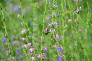 Hysope-officinale Hysope officinale