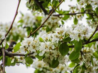 Malus-sylvestris-arbre Malus sylvestris arbre