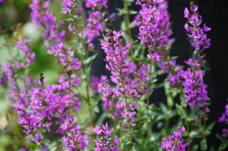 Salicaire-Lythrum-salicaria Salicaire Lythrum salicaria