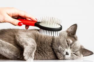 brosser-un-chat-brossage brosser un chat brossage
