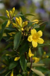 culture-cultiver-Gelsemium-sempervirens-jasmin-de-californie culture cultiver Gelsemium sempervirens - jasmin de californie