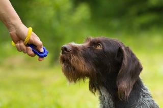 dressage-chien-avec-un-clic-clicker dressage chien avec un clic clicker