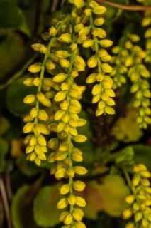 goutte-d-or-plante-fleur-jaune goutte d'or plante fleur jaune