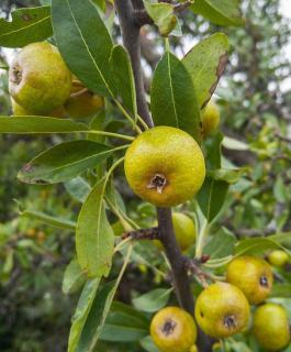 pommier-sauvage-comestible-ou-pas pommier sauvage comestible ou pas