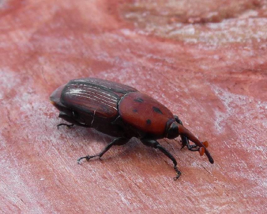 charançon rouge Rhynchophorus ferrugineus