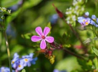 saponaire-officinale-soin Utilisation de la saponaire comme soin de la peau