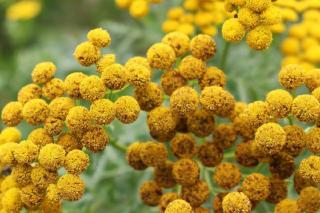 traitement-Bruche-du-haricot traitement Bruche du haricot