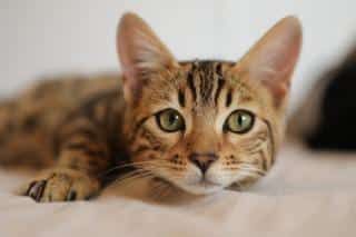 Chat-qui-miaule-raison Chat qui miaule raison