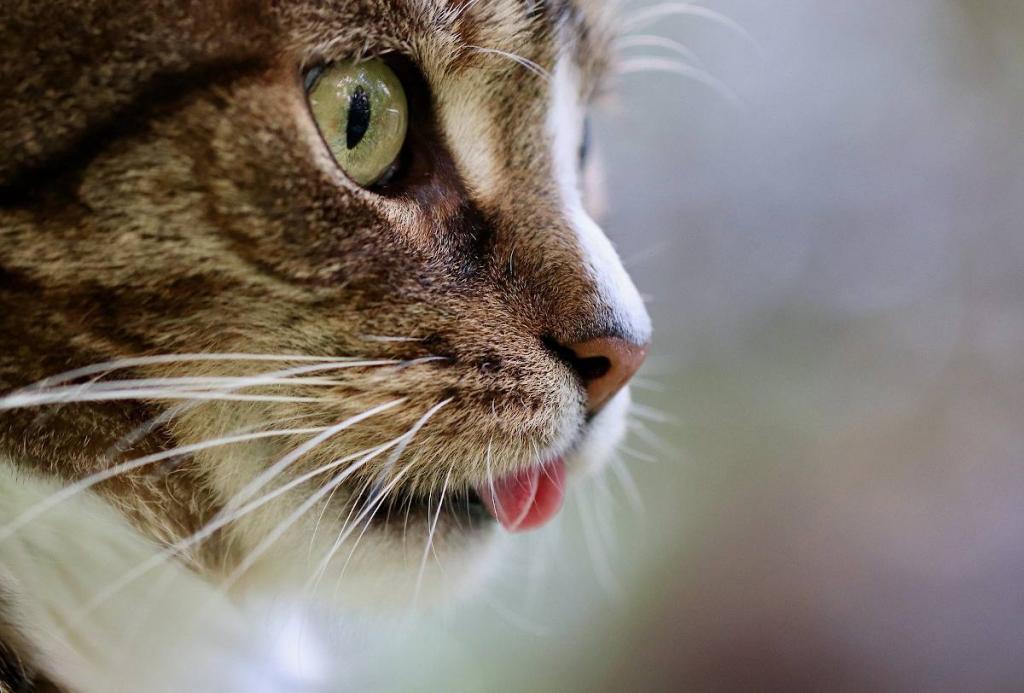 Chat qui miaule souvent