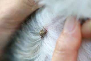 Danger tique chien Danger tique chien