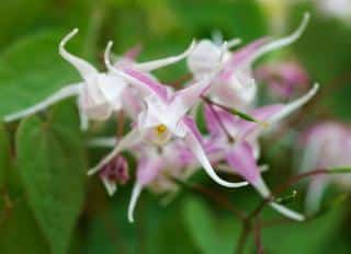 Epimedium-grandiflorum-Fleur-des-Elfes Epimedium-grandiflorum-Fleur-des-Elfes