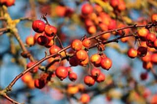 Pommier-du-Japon-Pommier-japonais-fruit-comestible Pommier du Japon - Pommier japonais - fruit comestible