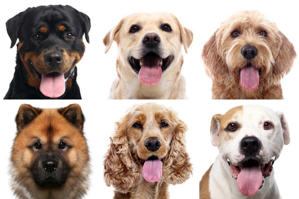 choisir-race-de-chien